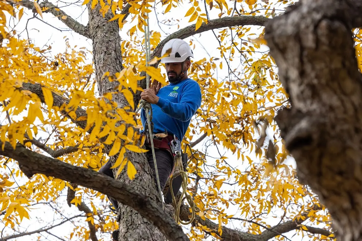 Skilled Dead Tree Removal crew working in Greenfield